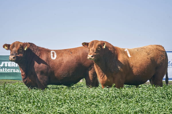 Lote "ME KEN" TOROS ANGUS P.P.