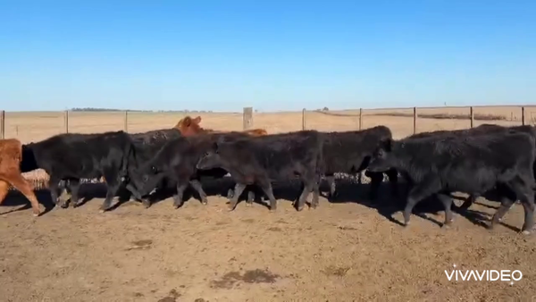 Lote 70 Terneros en Olavarría, Buenos Aires