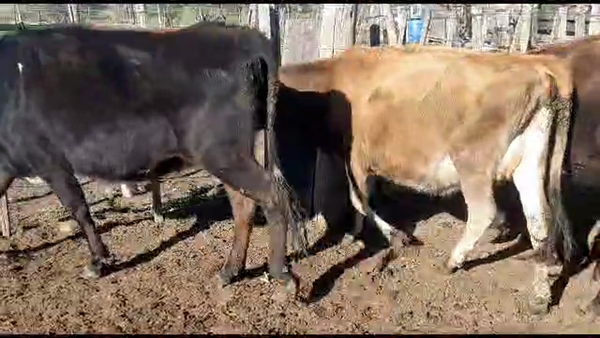 Lote 4 vaquillonas kiwi