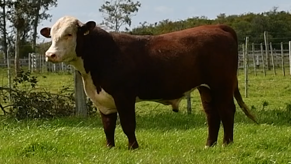 Lote Toros Hereford