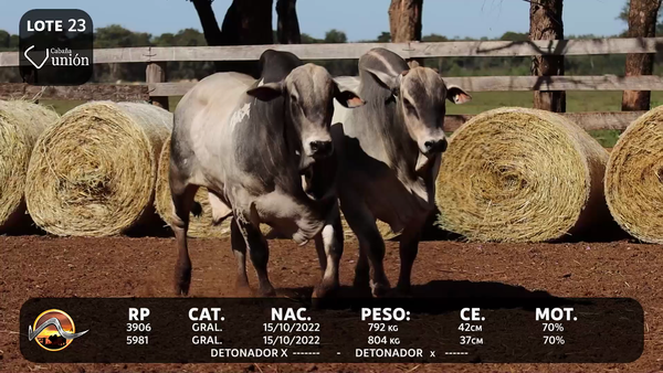 Lote LOTE 23