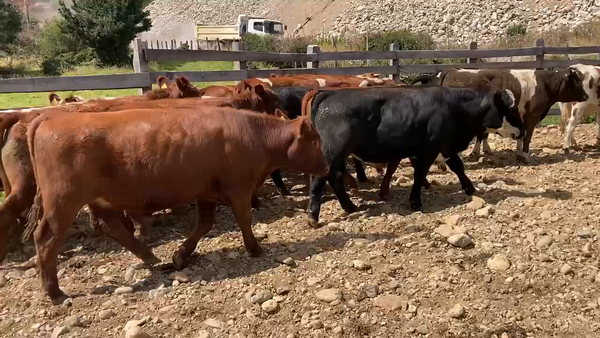 Lote 50 Novillo Engorda en Aysén, XI Región Aysén