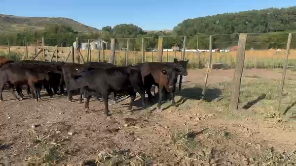 Lote 54 Terneros/as en Azul