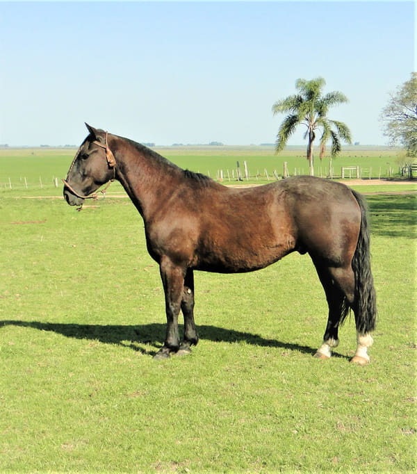 Lote Criollos da Fronteira RC Jumbo  RP: 73