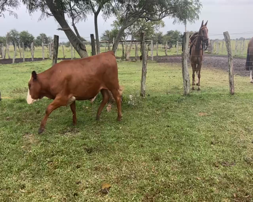 Lote 72 Novillitos en Mte. Caseros, Corrientes