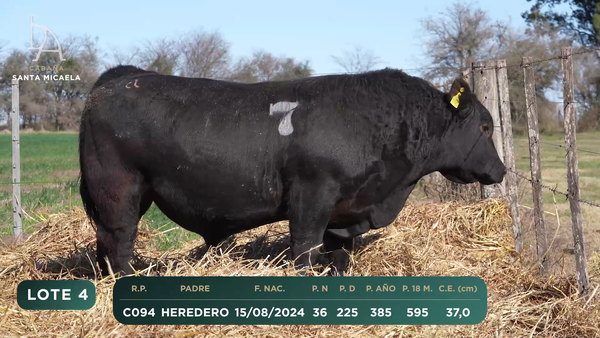 Lote TOROS PC a CAMPO con DEPs