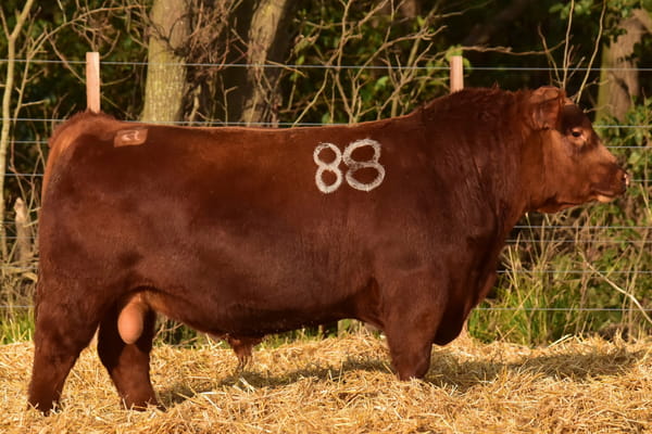 Lote TOROS ANGUS PC