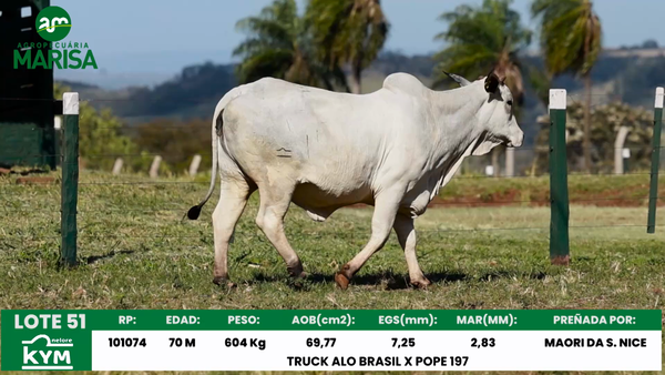 Lote Lote 51