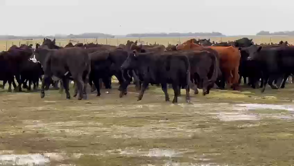 Lote 180 Vaquillonas