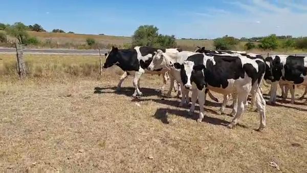Lote 13 Novillos Holando en Cardal