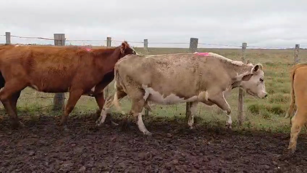 Lote VACAS PREÑADAS