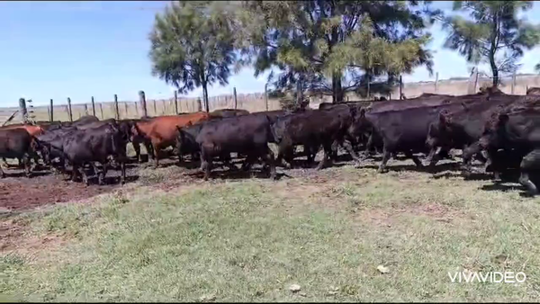 Lote 110 Terneros