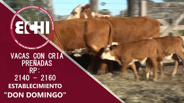 Lote VACAS PREÑADAS BRAFORD CABAÑA DON DOMINGO
