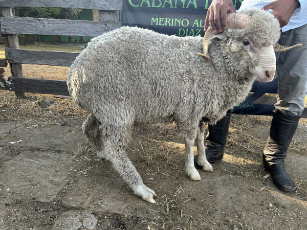 Lote Borrego 2D (MO: Si)