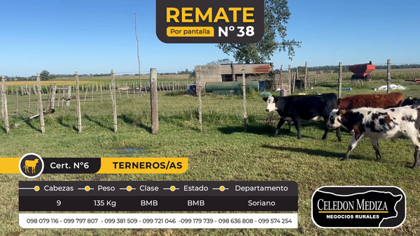 Lote 9 Terneros y Terneras en Soriano