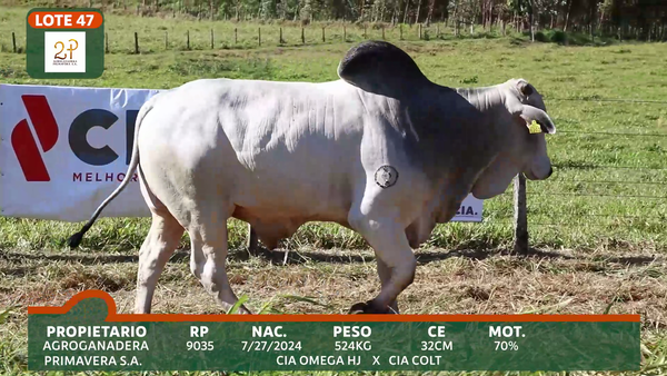 Lote 2P PRIMAVERA
