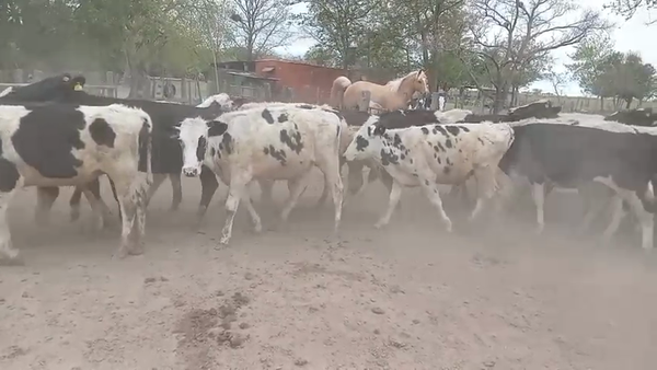Lote 36 Novillitos Holando en Josefina, Santa Fe
