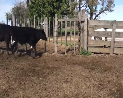 Lote (Vendido)5 Terneros Cruza 185kg -  en Capurro