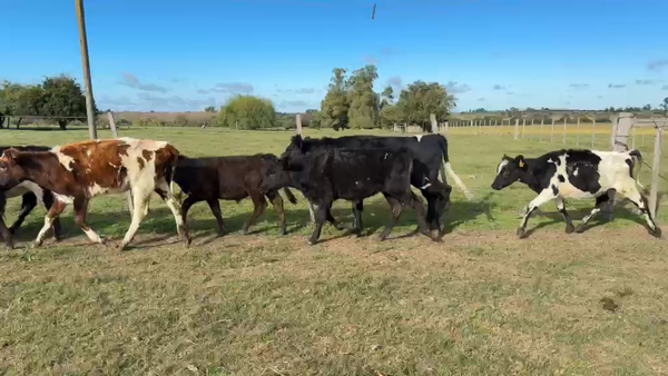 Lote TERNEROS Y TERNERAS