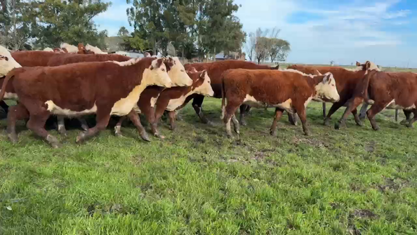 Lote 27 Vacas de invernar