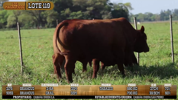 Lote LOTE 119