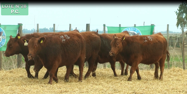 Lote VAQUILLONAS P.C. 15 MESES - PREÑADAS - PARICION PRIMAVERA