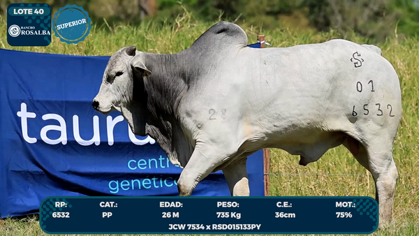 Lote LOTE 40