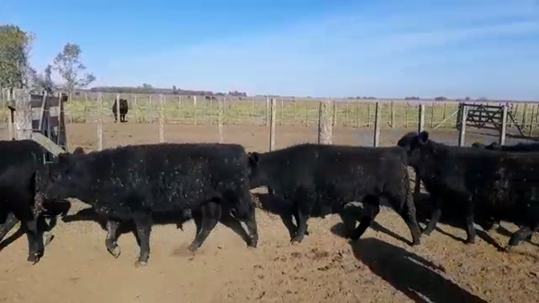 Lote 50 Terneros en Monte, Buenos Aires