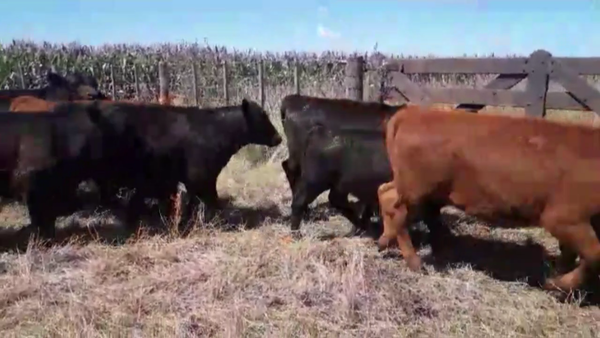 Lote 73 TERNS MACHOS Y HEMBRAS, AZUL, PCIA. DE BS. AS.