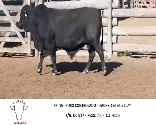 Lote SEVERA 15