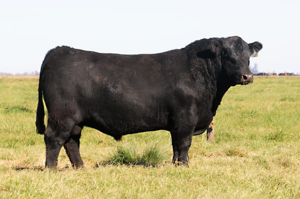 Lote Toros PP Destacados