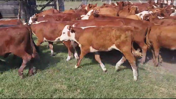 Lote 70 Terneros/as en Entre Ríos, Maciá