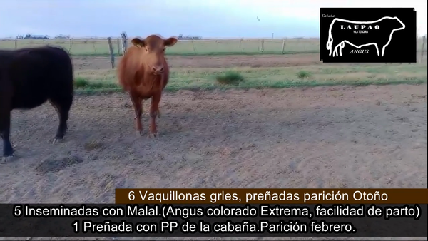 Lote VAQUILLONAS PREÑADAS PARICION OTOÑO