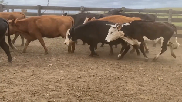 Lote Vacas de Invernada