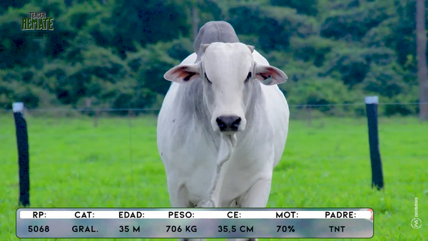 Lote Toros, Concepción