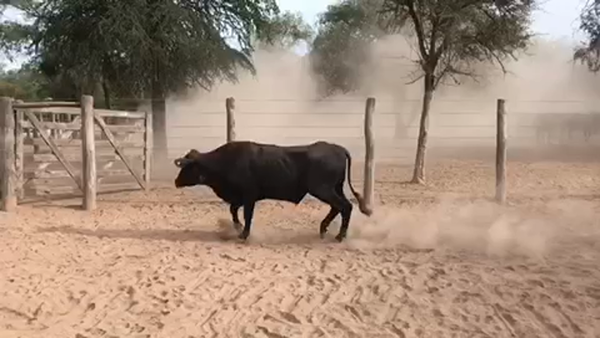 Lote 191 Novillos en Las Lomitas, Formosa