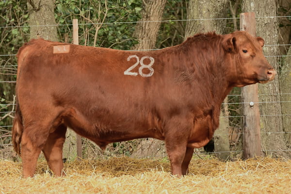 43980 — TOROS ANGUS PC