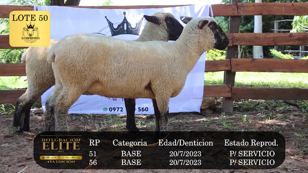Lote LOTE 50
