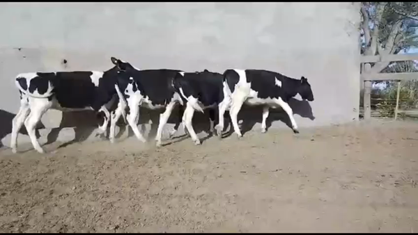 Lote Est Don Francisco