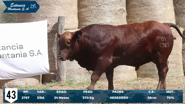 Lote LOTE 43