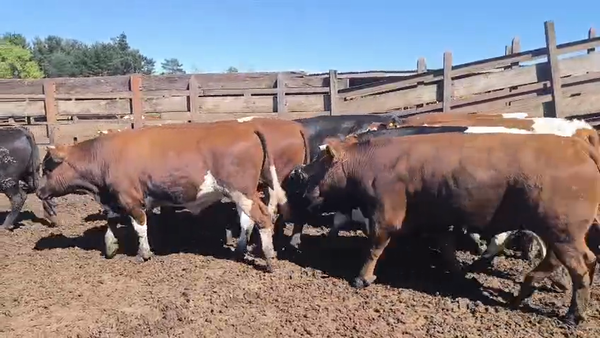 Lote 20 Novillo Gordo en Los Ángeles, VIII Región Biobío