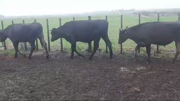 Lote (Vendido)4 Novillos Holando HOLANDO/ KIWI 280kg -  en RUTA 22