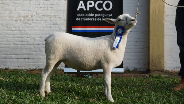 Lote Texel Expo Internacional 2022 - Lote 22