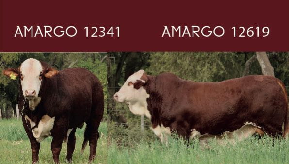 Lote CABAÑA EL AMARGO