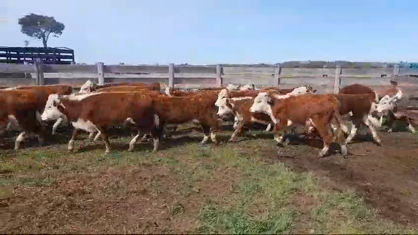 Lote (Vendido)24 Terneros HEREFORD 175kg -  en AGRACIADA
