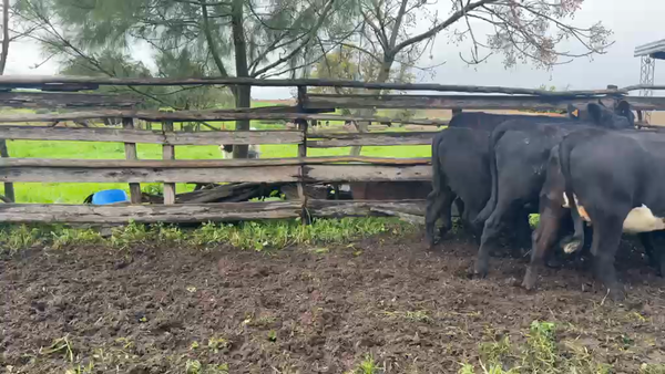 Lote VAQUILLONAS PREÑADAS