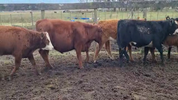 Lote 20 Terneros/as en Bolívar, Buenos Aires