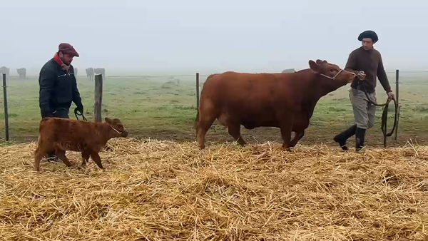 Lote Hembras PP - Los Choles de Cook