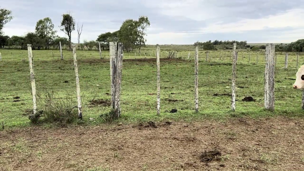 Lote VAQUILLONAS 1 A 2 AÑOS