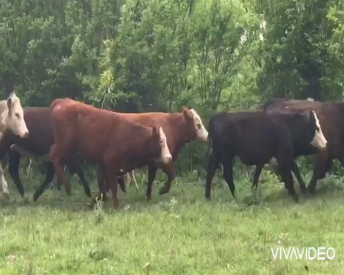 Lote 22 Novillitos en Brandsen, Buenos Aires